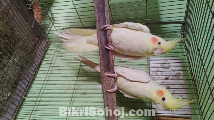 running Cockatiel pair